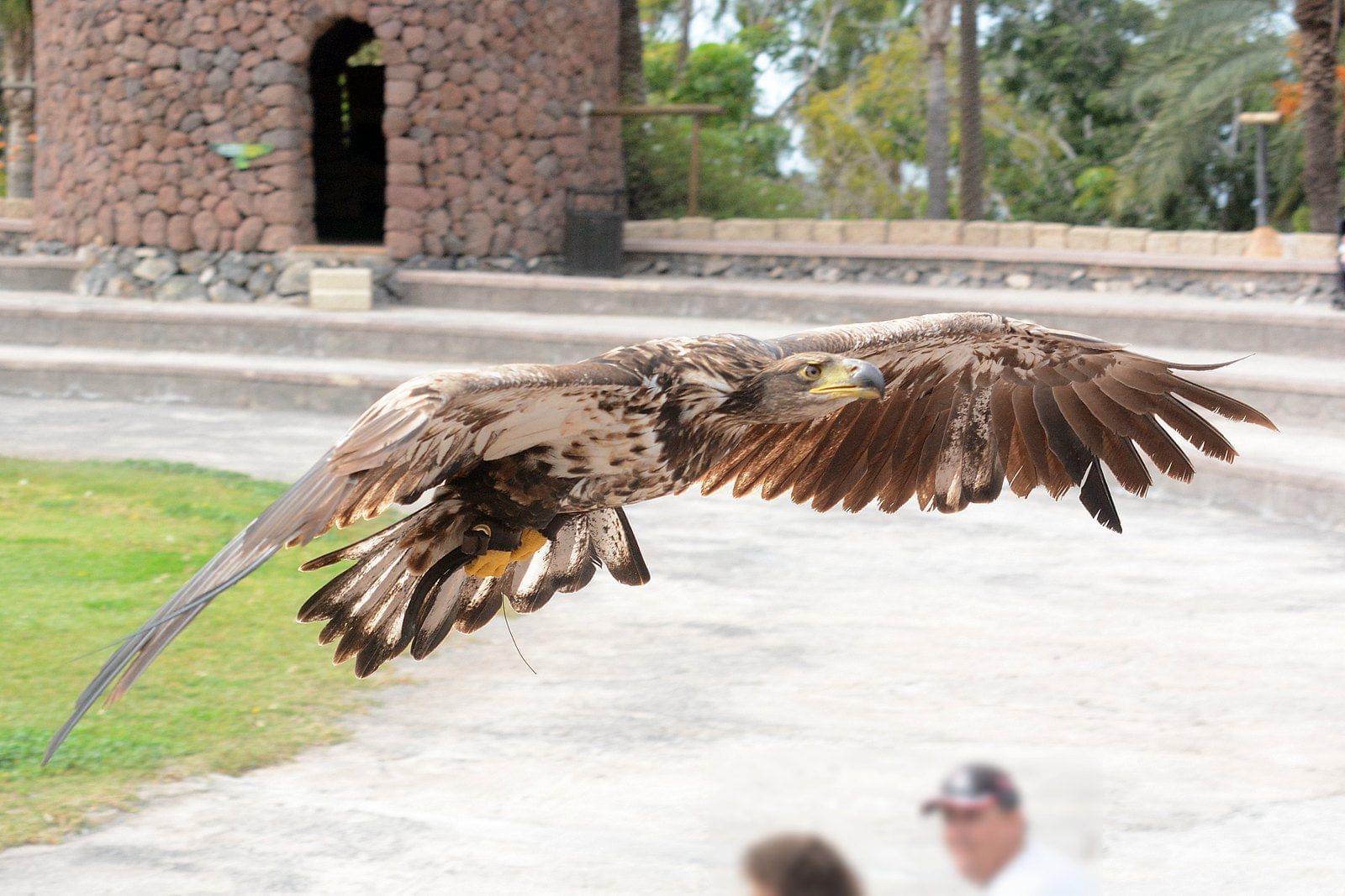 Las Aguilas Jungle Park