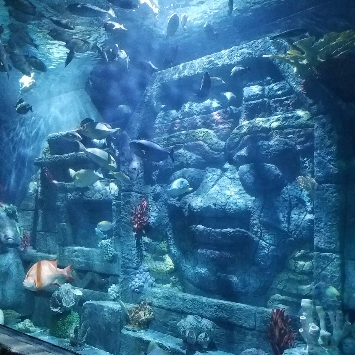 Explore different zones of the aquarium like the Shipwrek