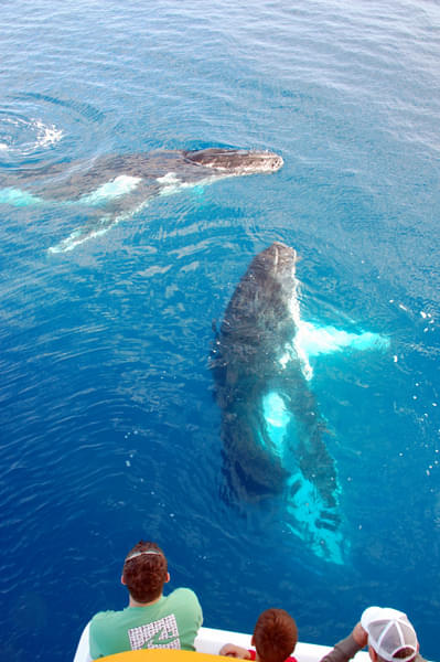 Whale Shark Sightseeing Trip in Maldives Image