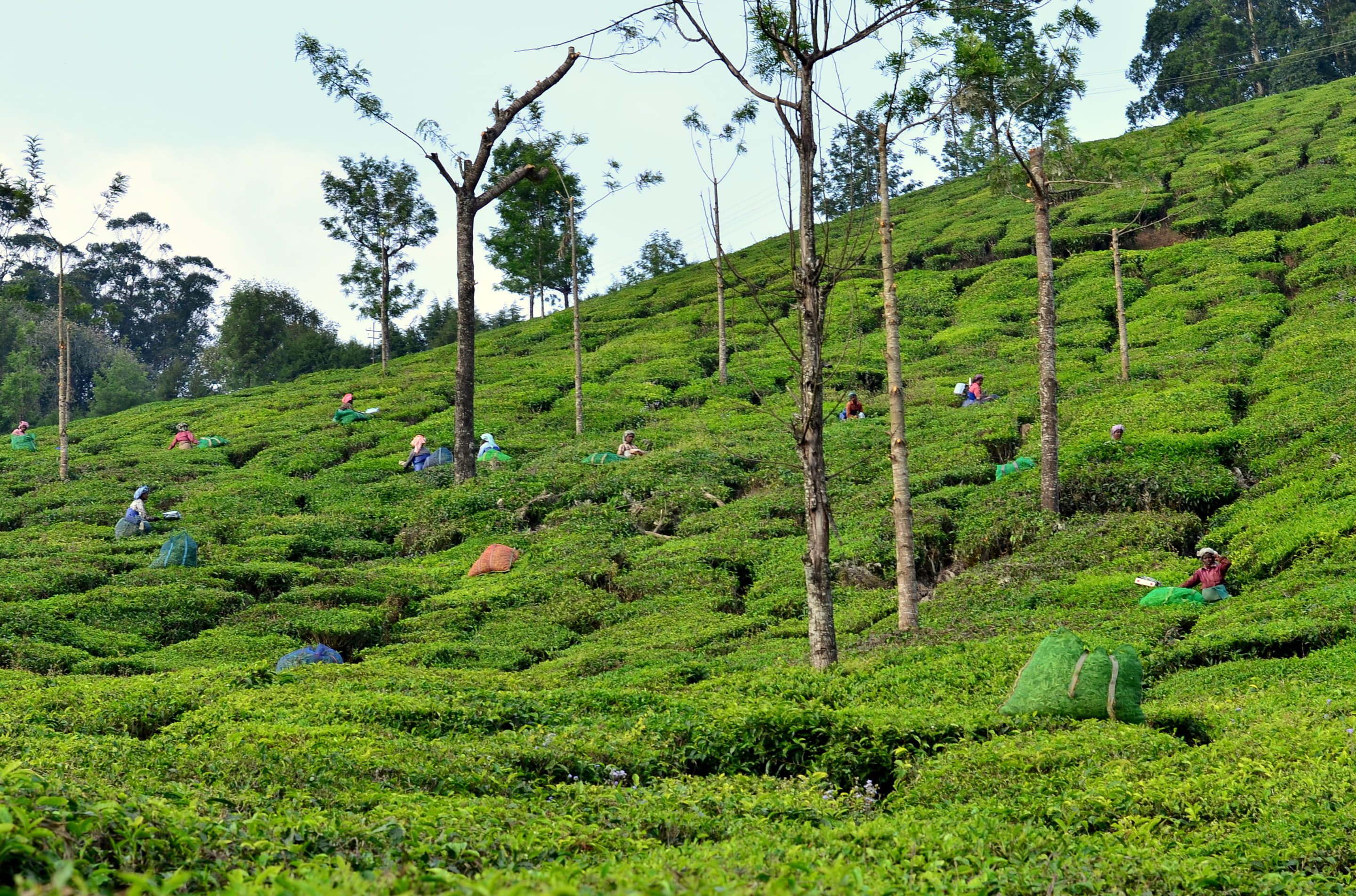 Activities to do in India