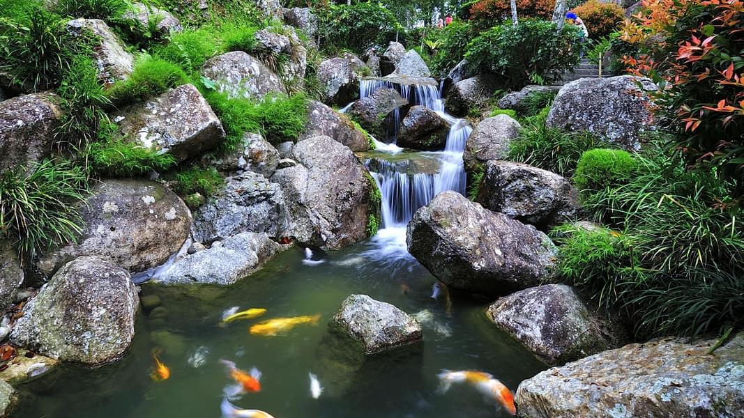 Enjoy the Tranquility of Flowing Water and the Beauty of Colorful Fish in a Serene Pond