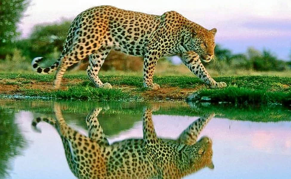 Radhanagari Wildlife Sanctuary, <em>Kolhapur</em>