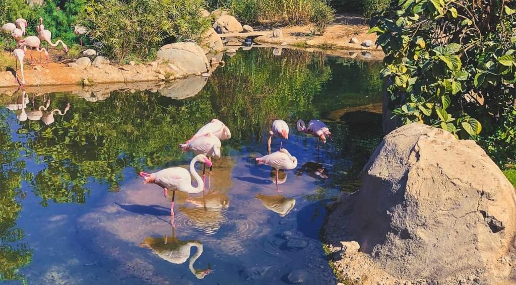 See the smallest members of the Flamingo family