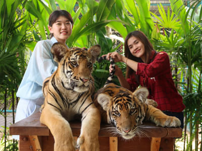 Visit the famous Tiger Park in Pattaya