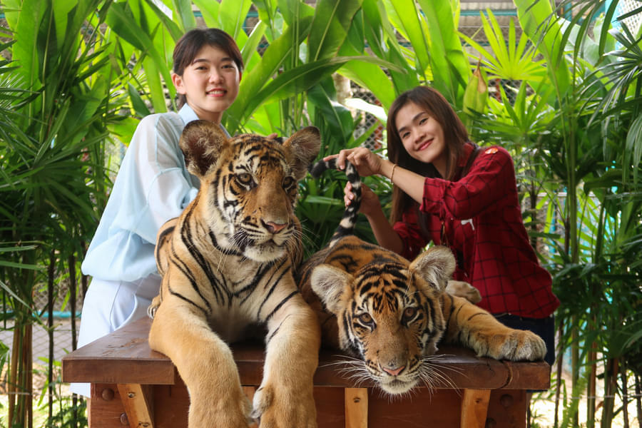 Visit the famous Tiger Park in Pattaya