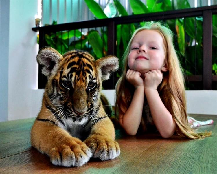 Interact with the small tigers