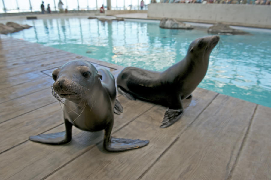 Meet the adorable sea lions