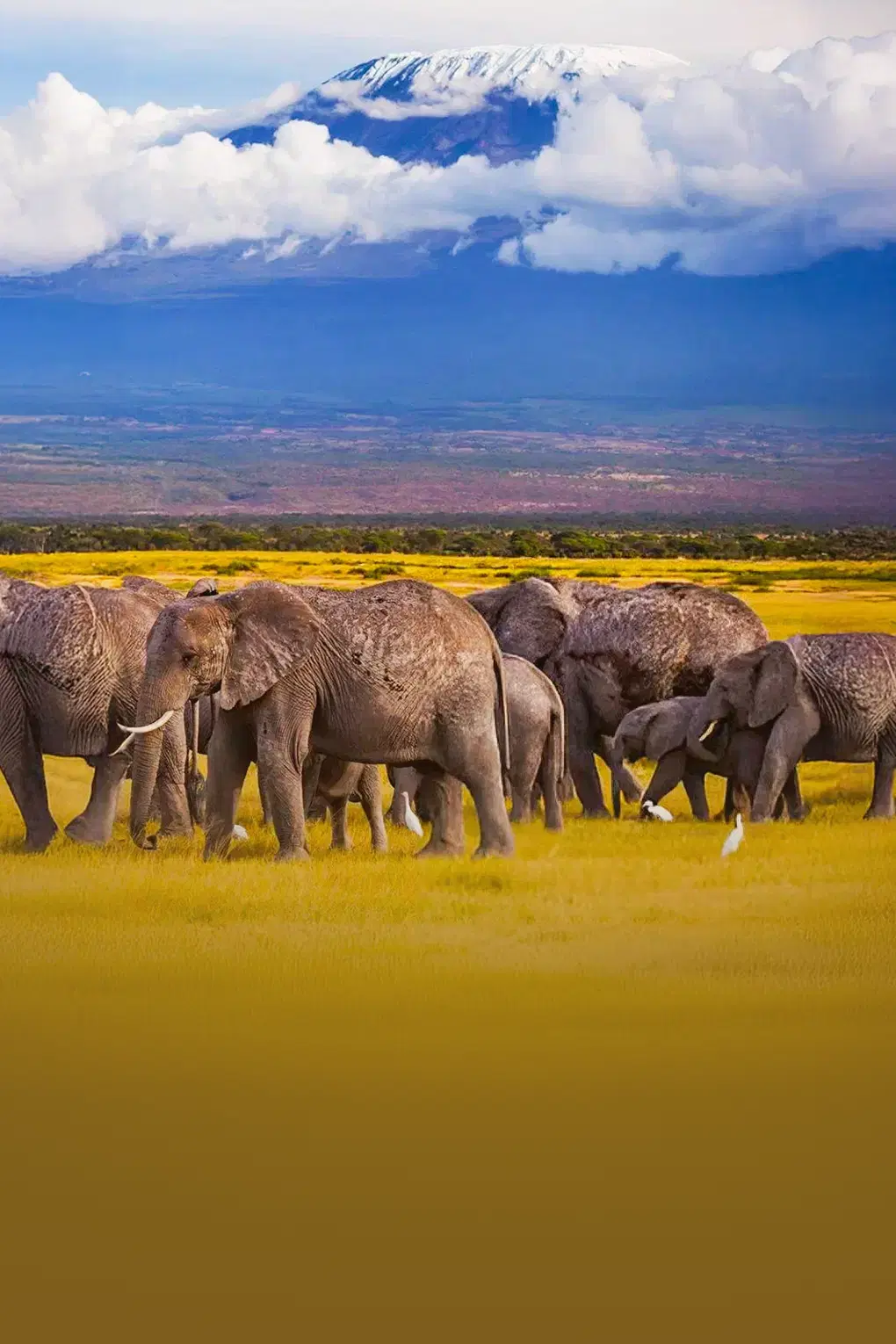 Best of Kenya | From Amboseli Giants to Maasai Big Five