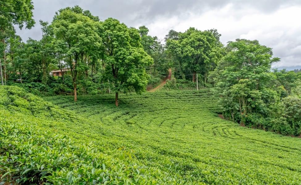 In-City Experiences in Wayanad - Upto 40% Off