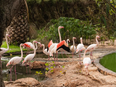 See the pink flamingos in Zoo at Lagos