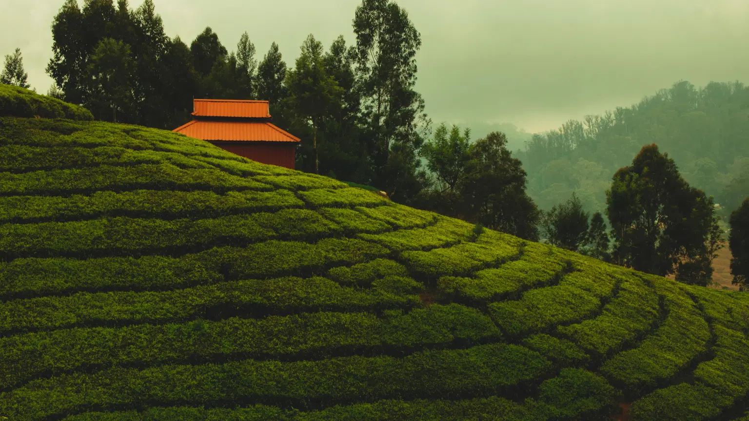 Best Scenic Tours of Tamil Nadu