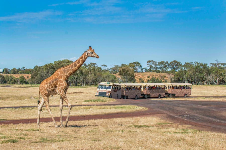 Werribee Open Range Zoo Image