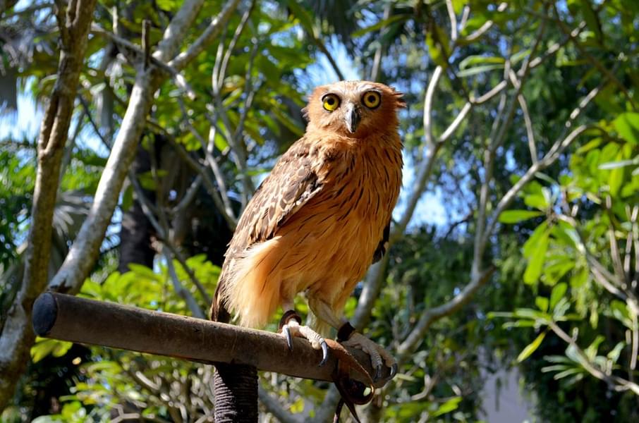 Owls at Bali Bird Park