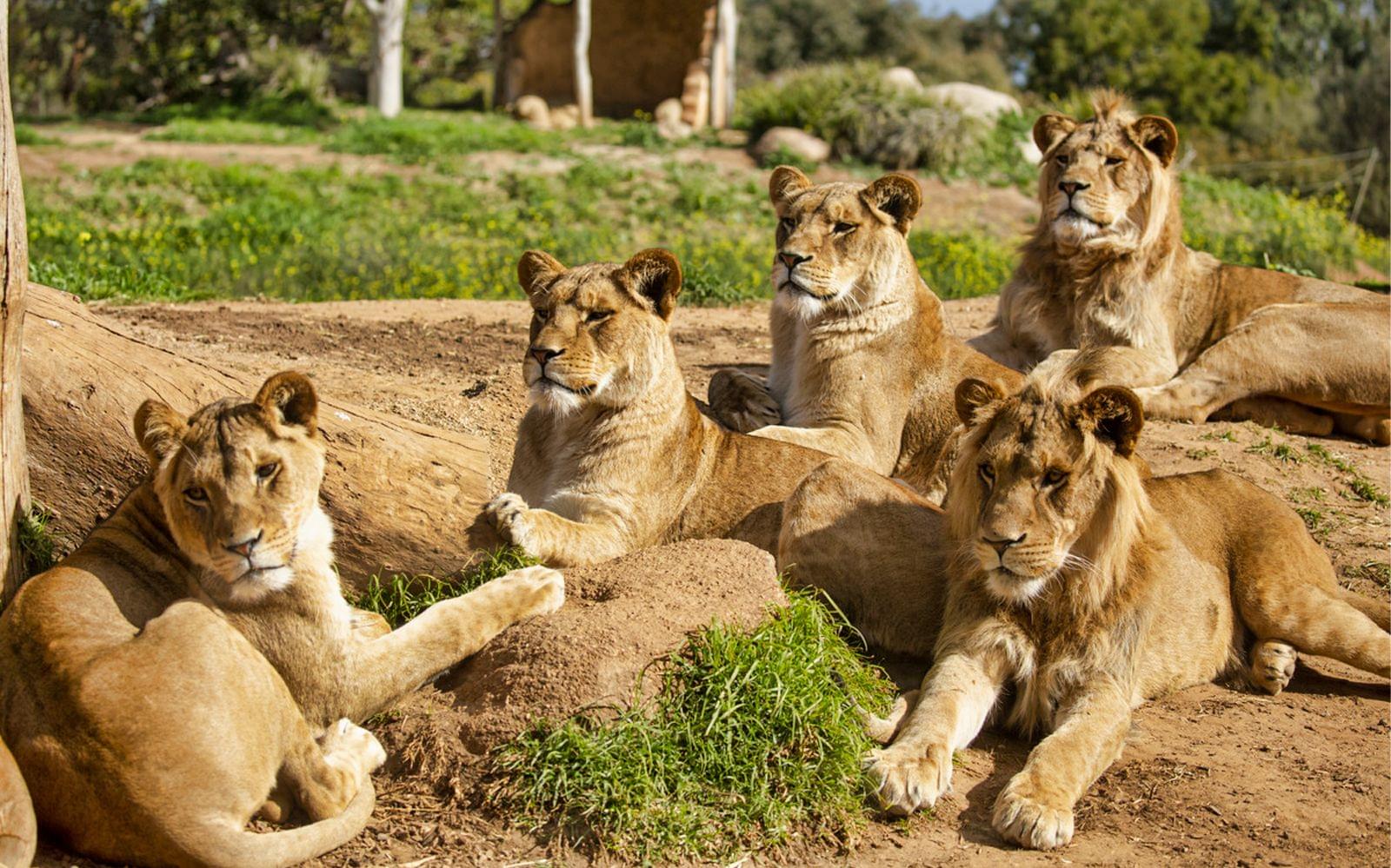 Werribee Open Range Zoo