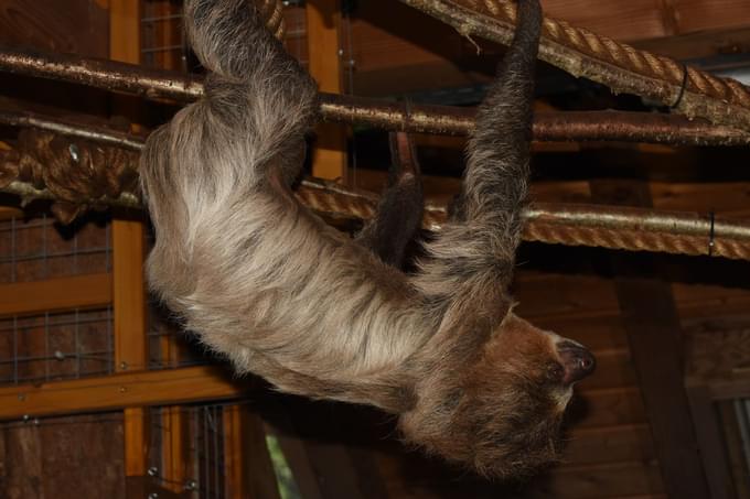 Two-toed Sloth in Singapore Zoo