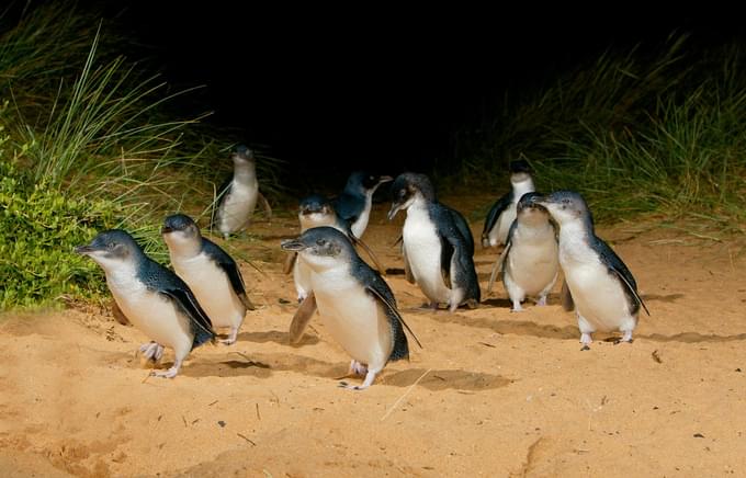 Philip Island Penguin Parade