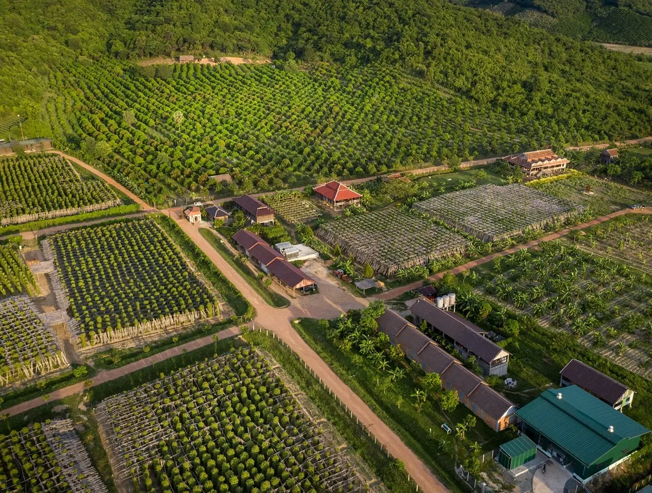 La Plantation