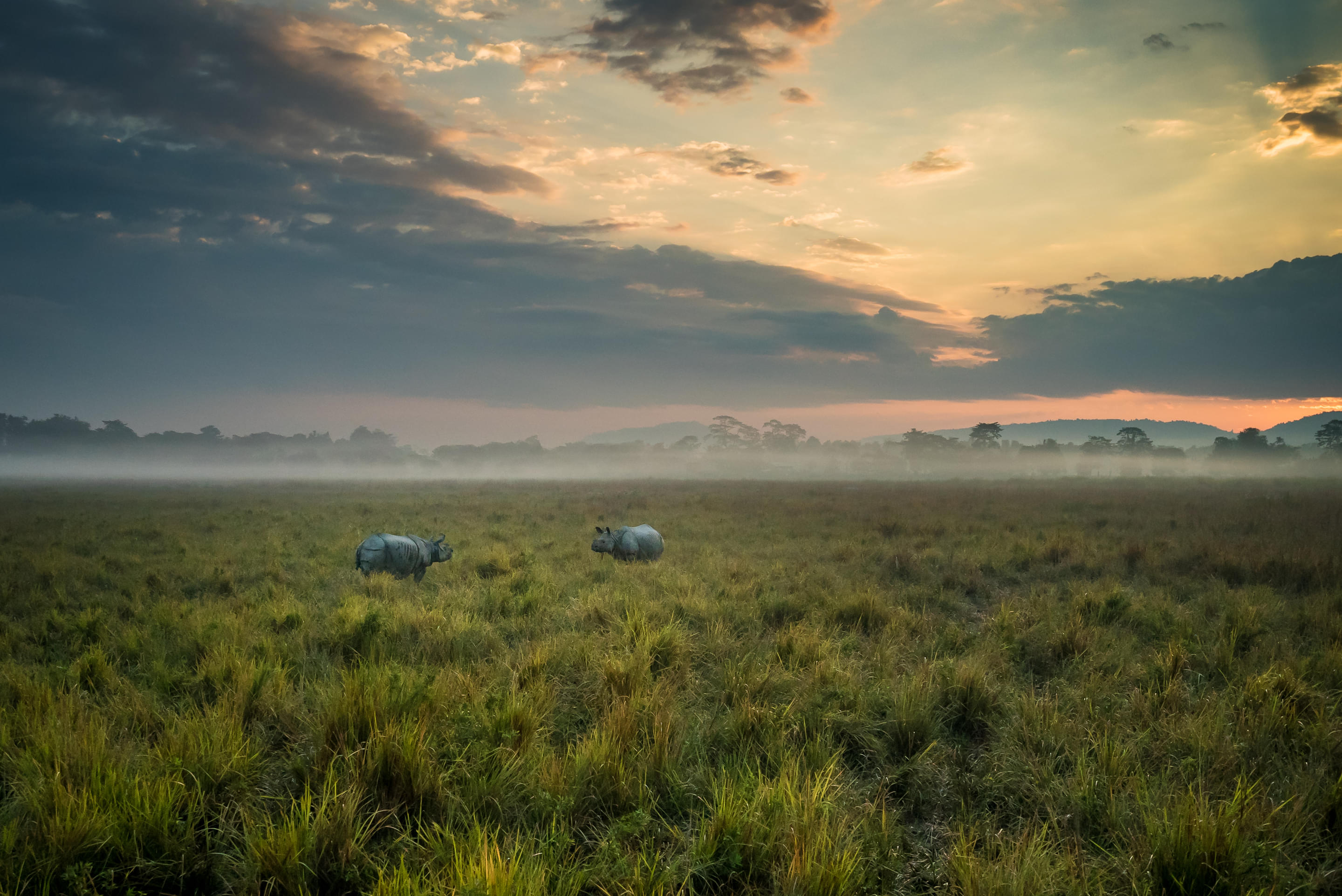 Things to Do in Kaziranga