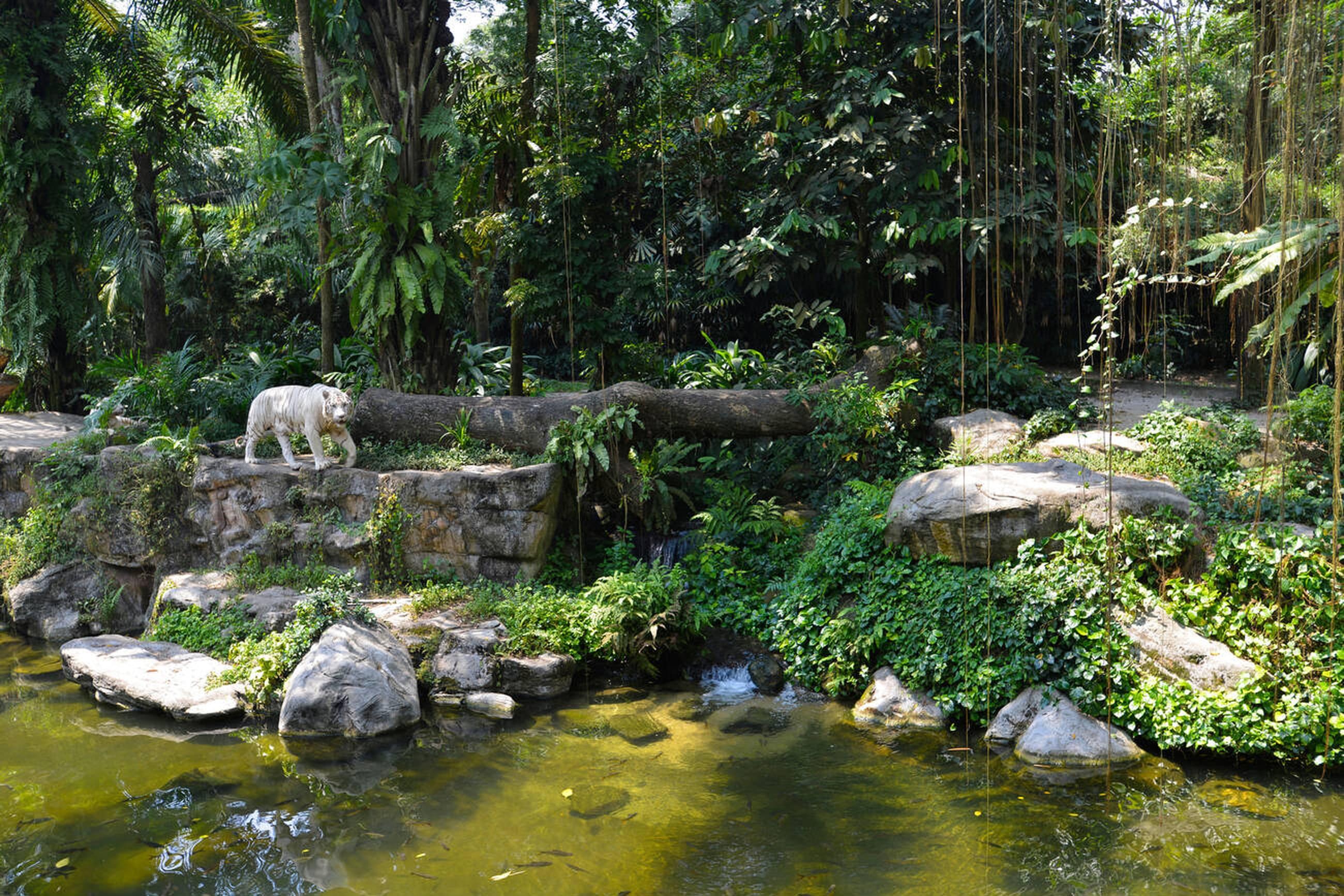 White Tiger in Singapore Zoo