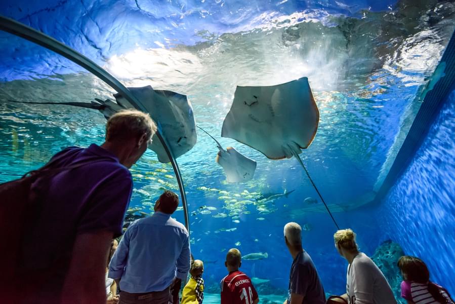 Have a fun-filled family experience at National Aquarium Denmark