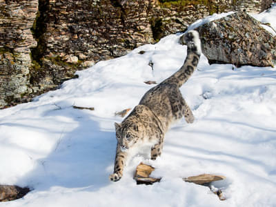 Witness a true marginal moment in Ladakh by taking a glimpse of the magnificent snow leopard in its natural habitat