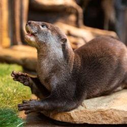 Asian Small Clawed Otter