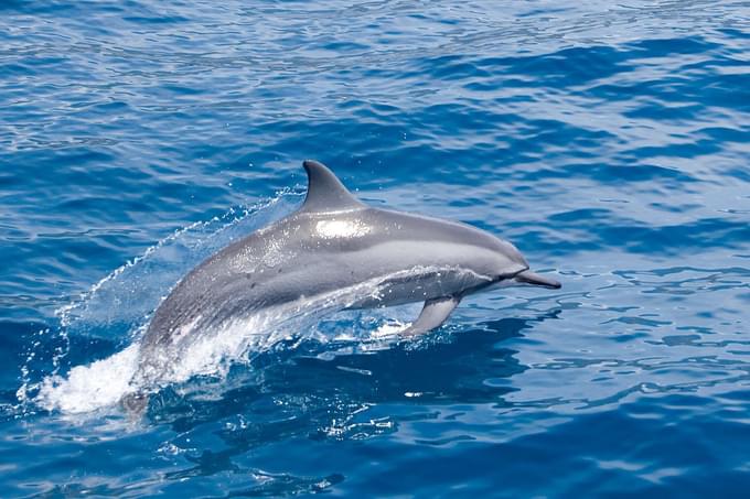 Common Dolphin