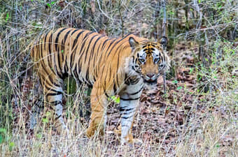 Short Trip to Bandhavgarh National Park
