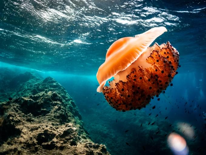 Fried Egg Jellyfish