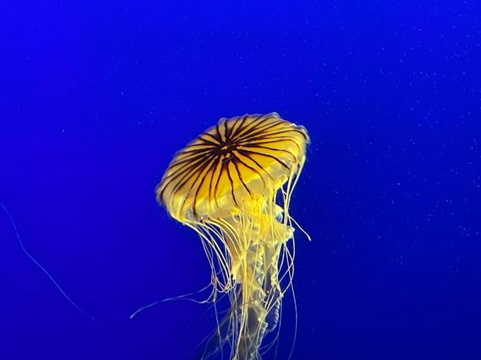 new york aquarium