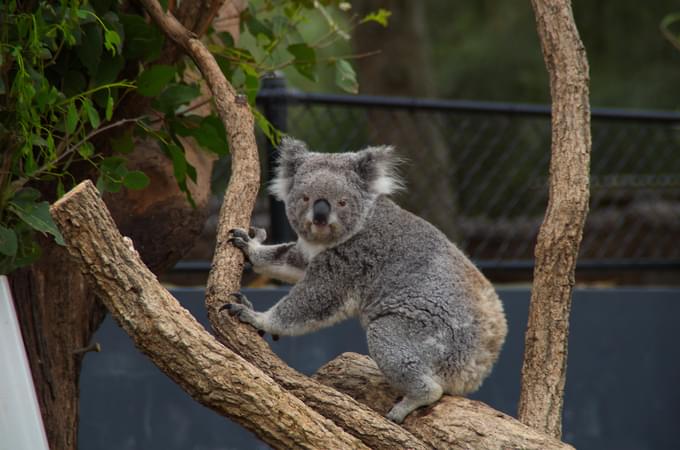 Sydney Zoo Tickets