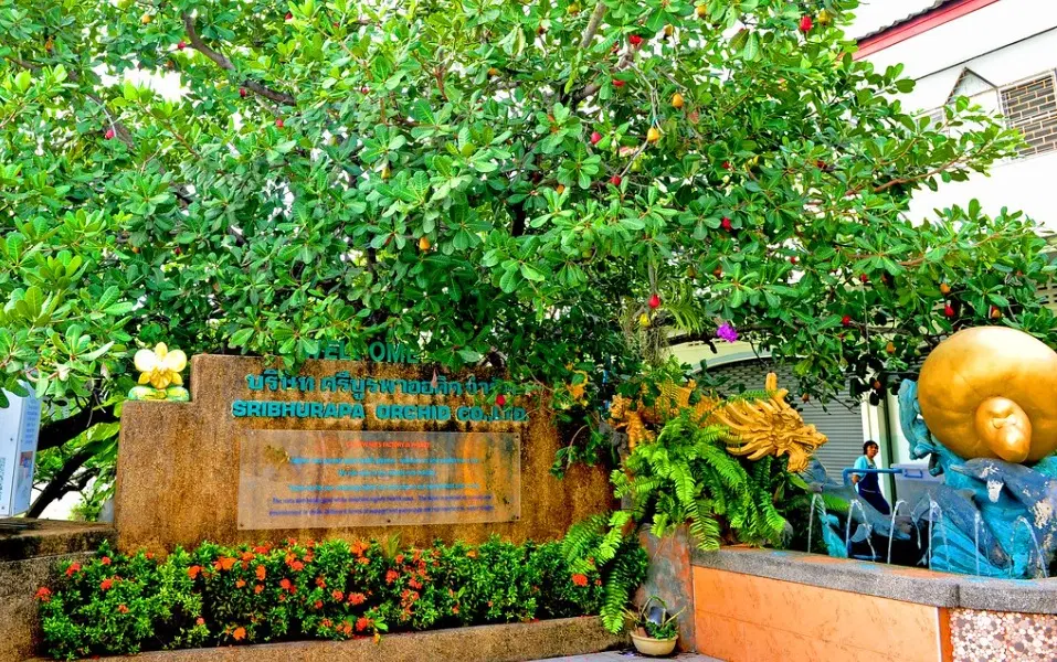 Cashew nut factory