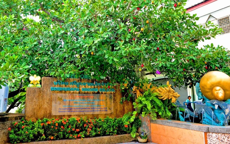 Cashew nut factory, <em>Phuket</em>