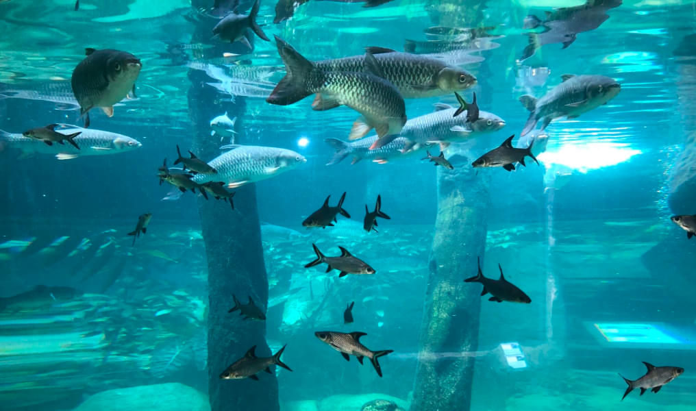See a variety of aquatic creatures