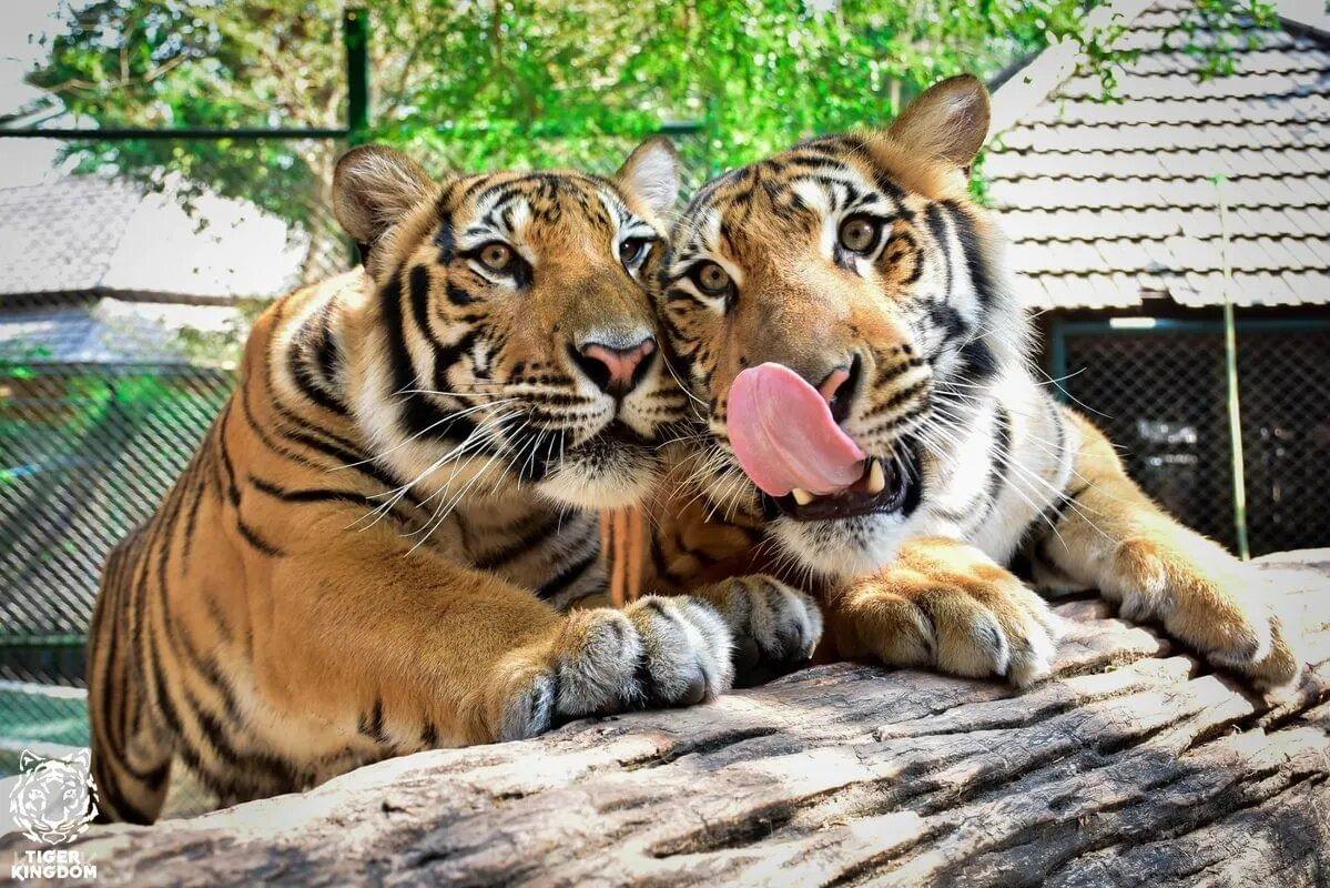 Encounter The Big Wild Cats At The Tiger Kingdom