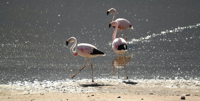 Chilean Flamingo in houston zoo