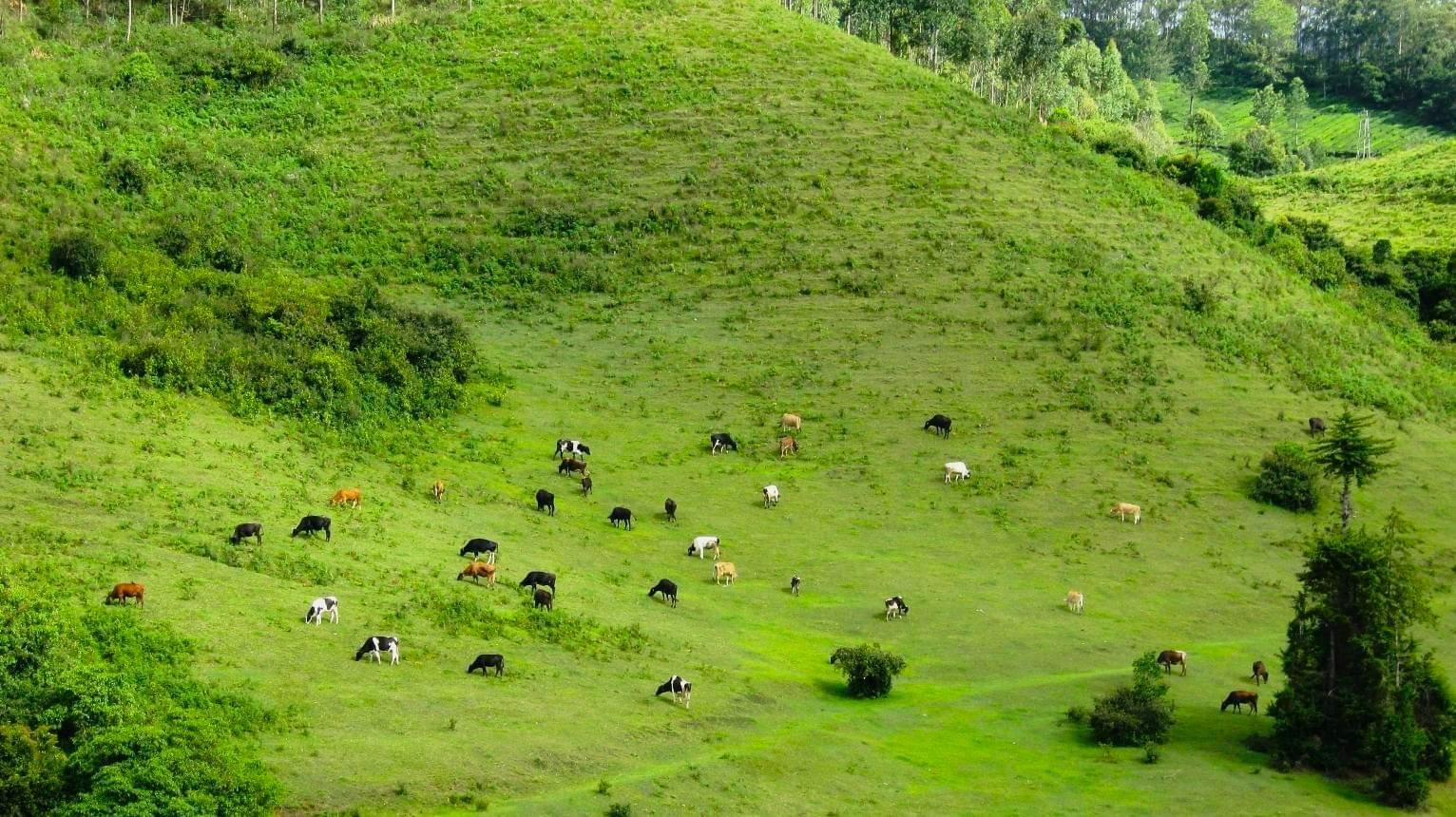 Yellapatty Grassland Overview