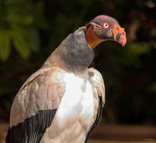 Tenerife Jungle Park