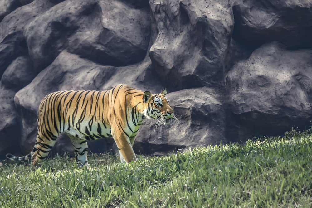Bannerghatta National Park