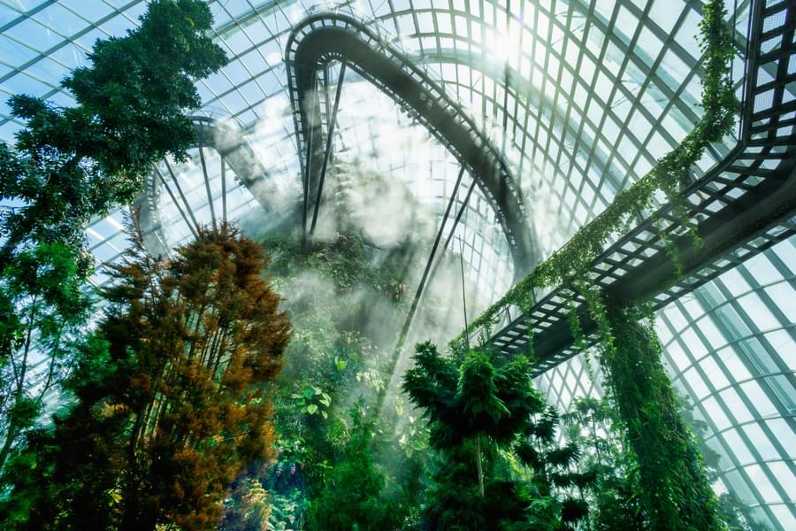 Cloud Forest View