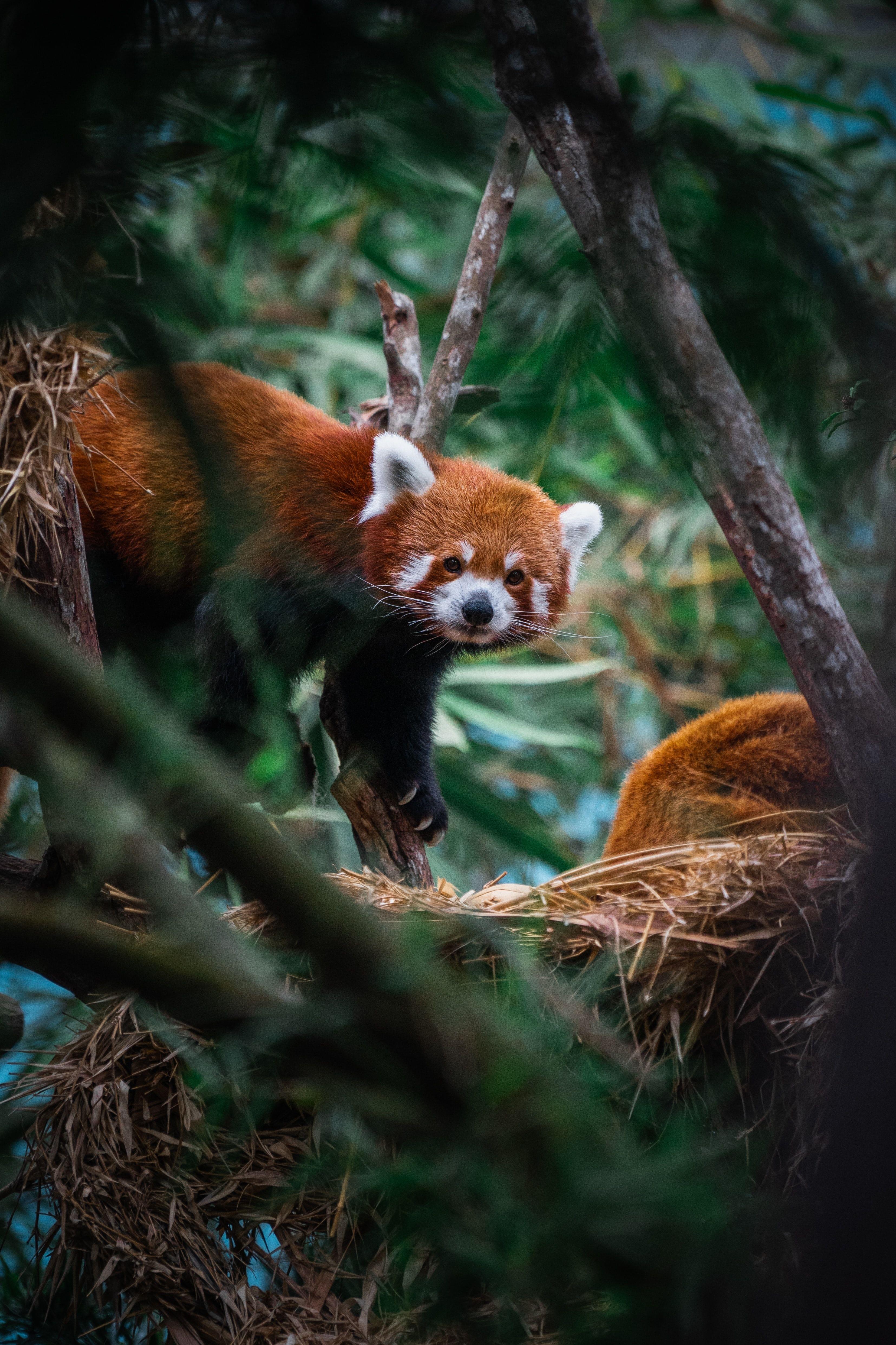 Singapore Zoo and Night Safari