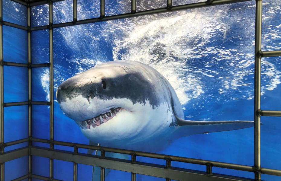 Enjoy the virtual Shark Reef Experience
