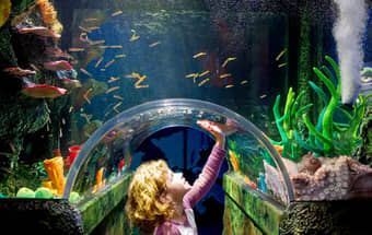 See the coral beauty