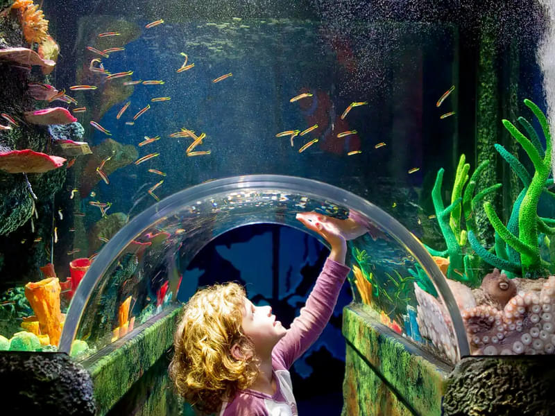 Melbourne SEA Life Aquarium & Legoland Discovery Center Tickets