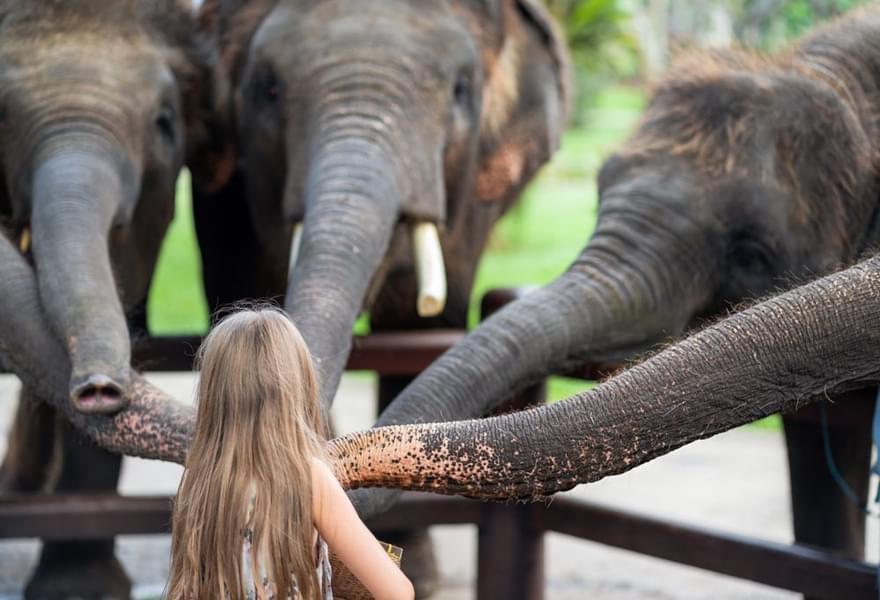 Elephants Feeding at Bali Zoo