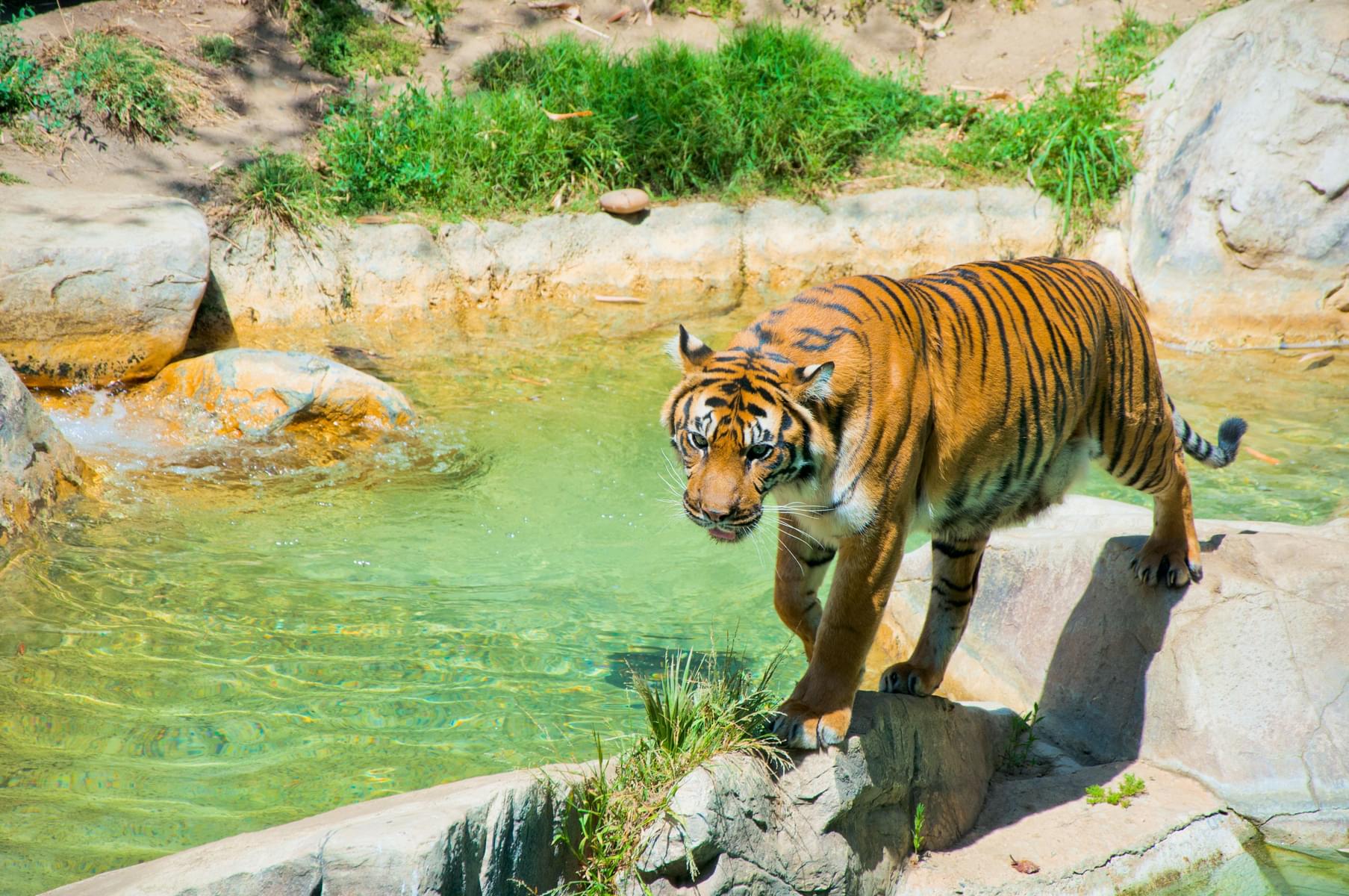 Tiger in  Los Angeles Zoo