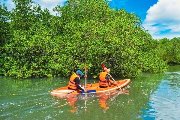 Kayaking Through Mangrove Forests