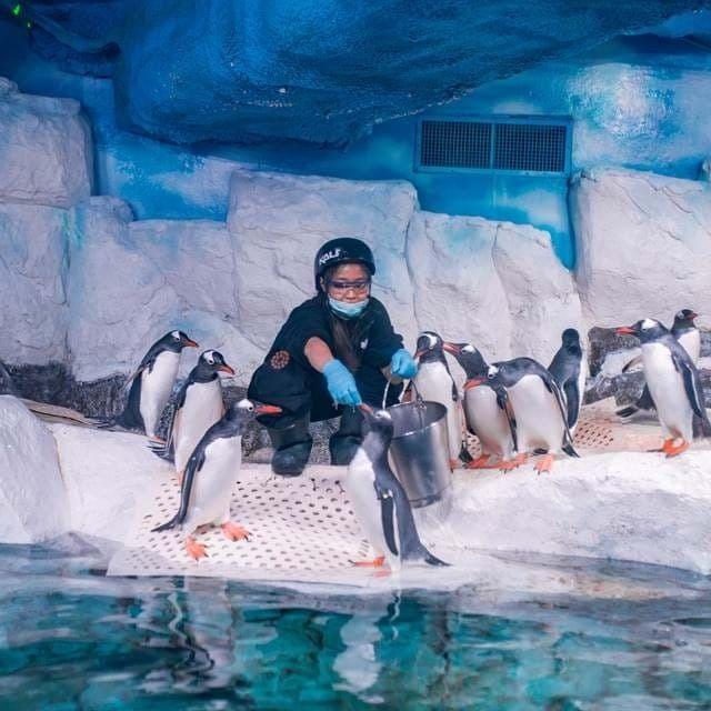 penguin feeding.jpg