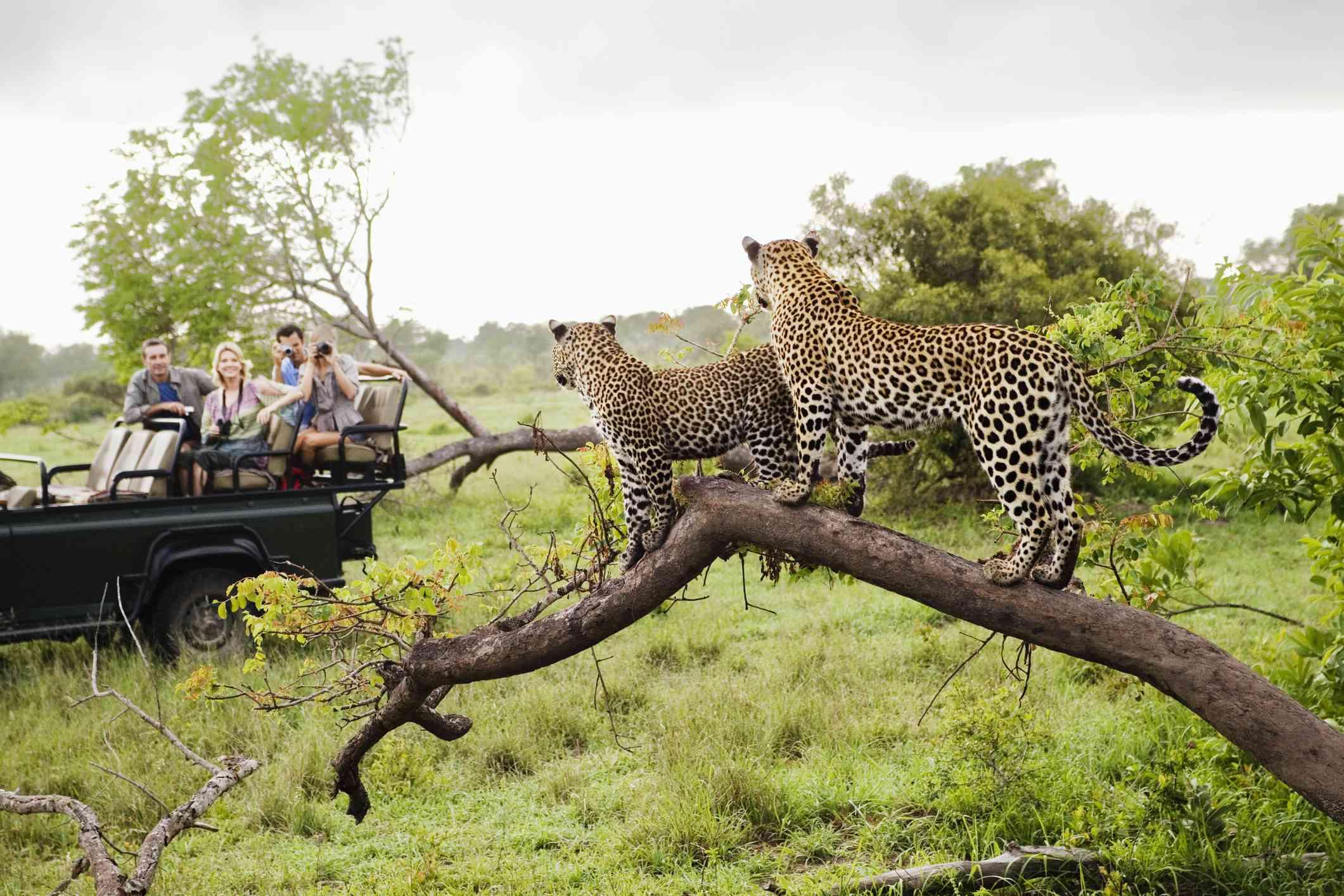 Kruger National Park, South Africa Overview