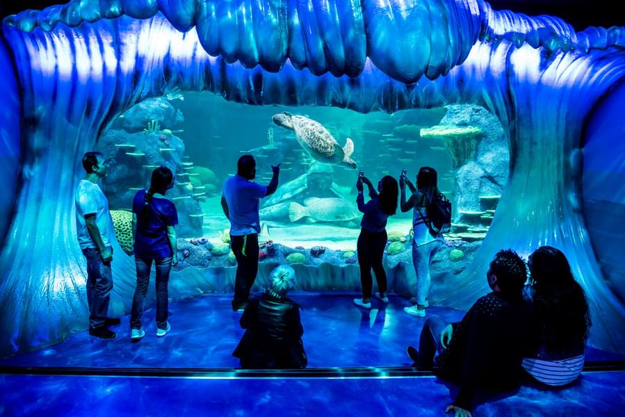 Discover the unique art attraction Day to Night aquarium zone